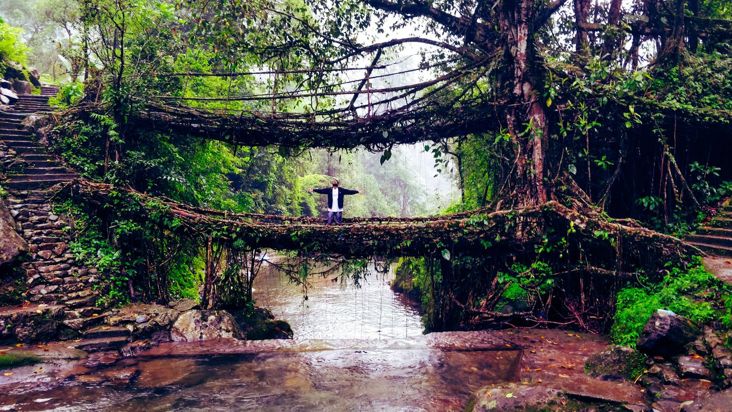 A man standing on a double-decker living root bridge in India