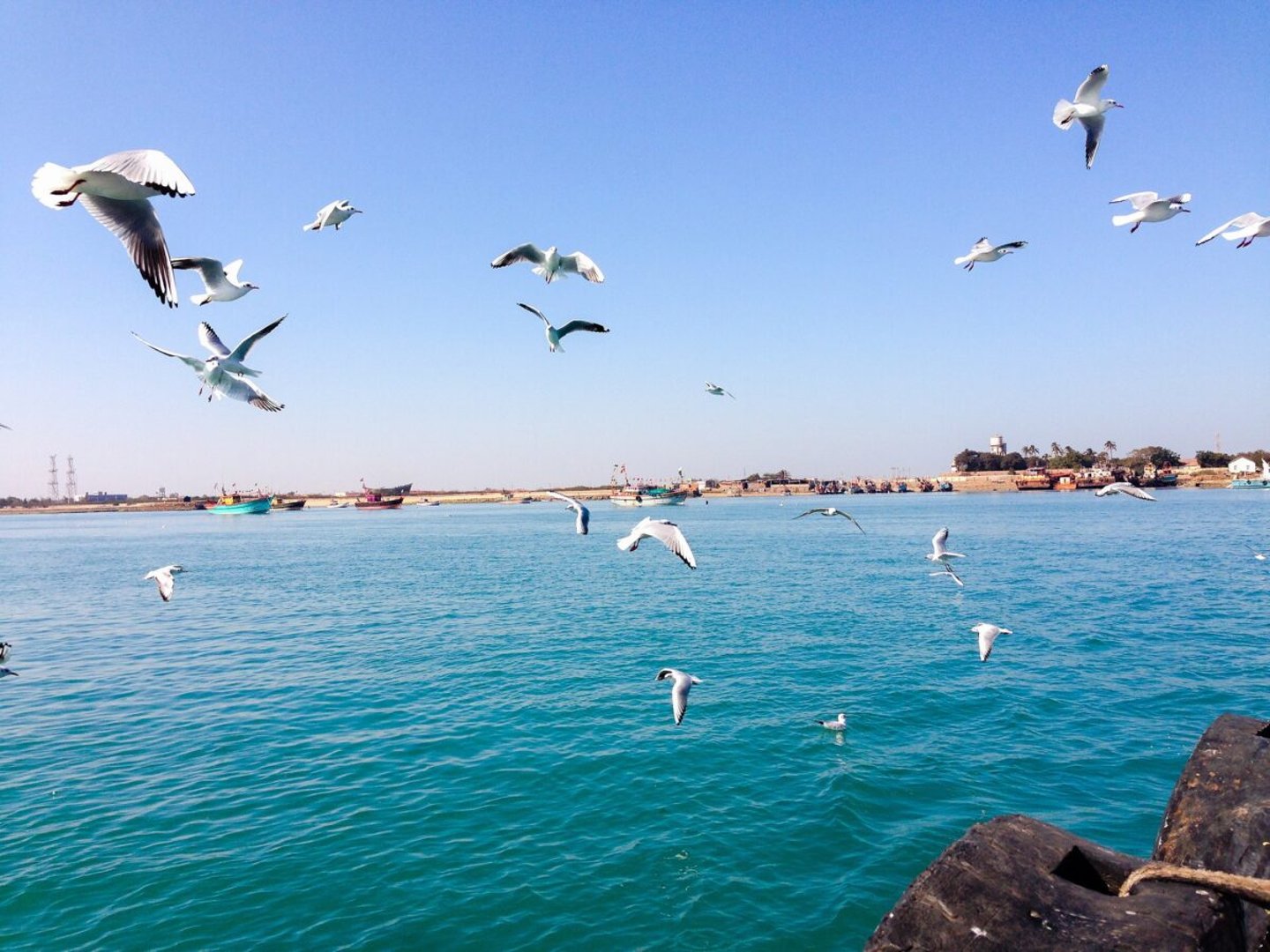 Seagulls at the port in Dwarka