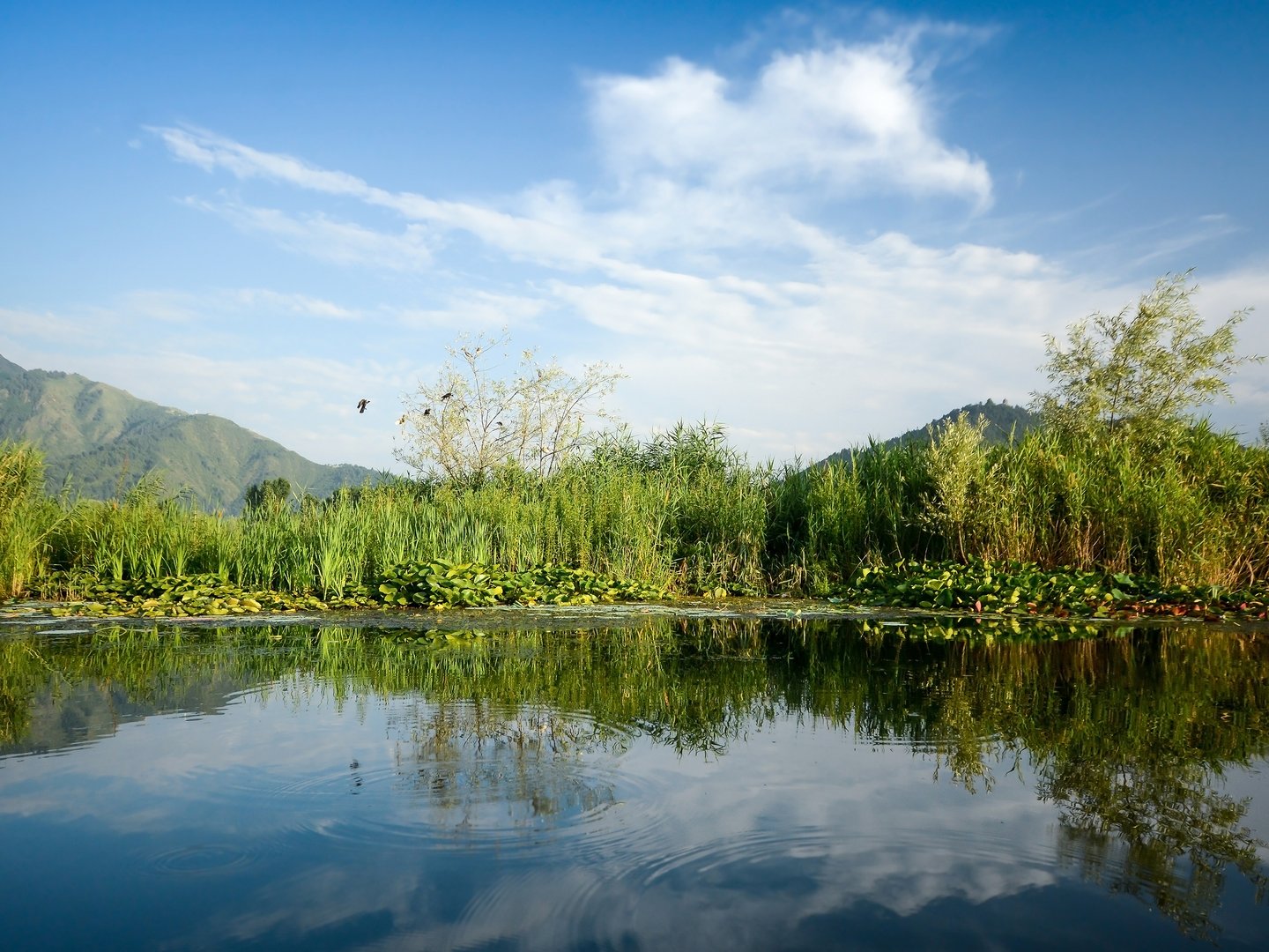 Plants and clouds reflected in Lake Dal