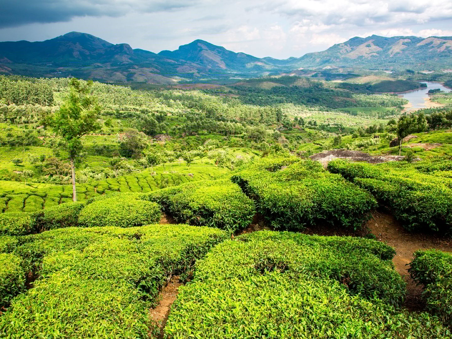 A tea plantation in Kerala with mountains in the distance.