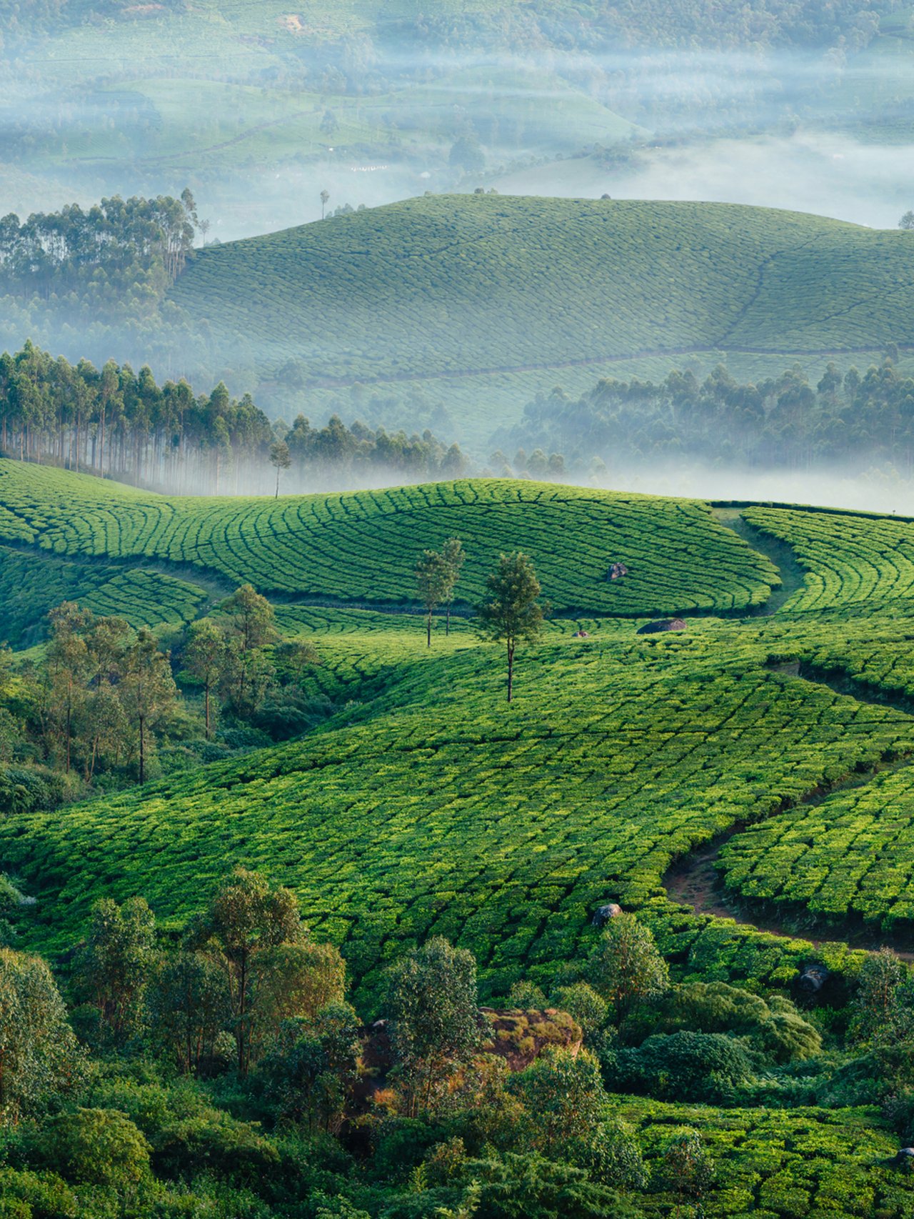 A misty morning overlooking a tea plantation in Kerala, India.