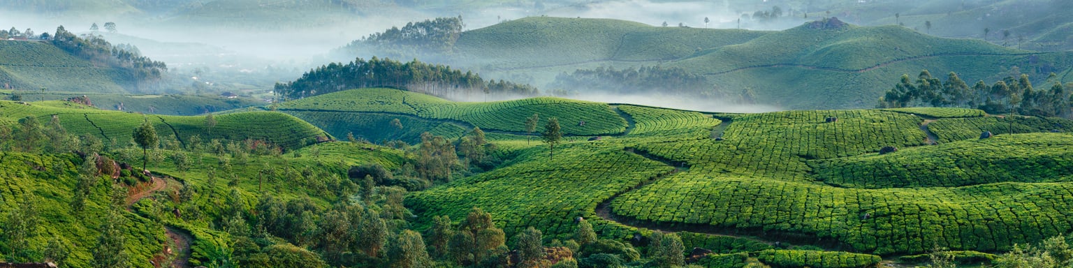 A misty morning overlooking a tea plantation in Kerala, India.