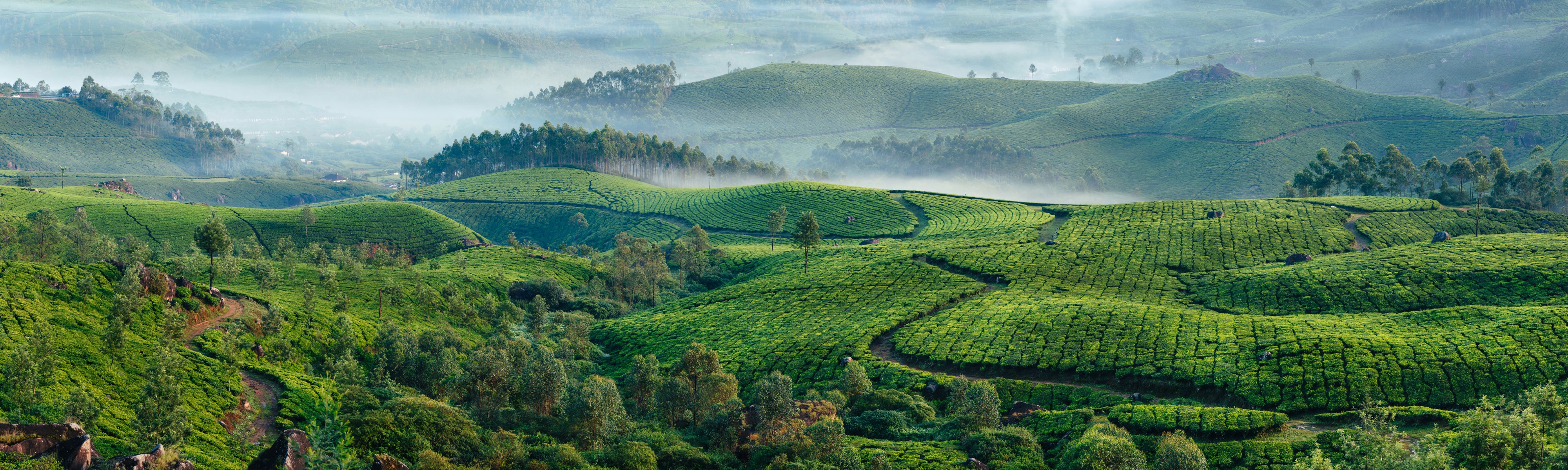 A misty morning overlooking a tea plantation in Kerala, India.