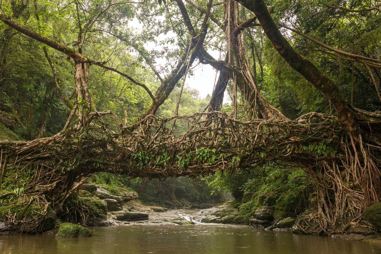 Living roots bridge near Riwai village, Cherrapunjee, Meghalaya, India.