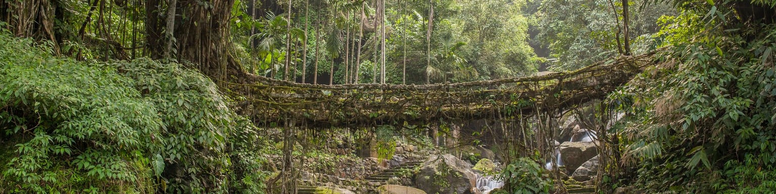 A double-decker living root bridge above a small waterfall