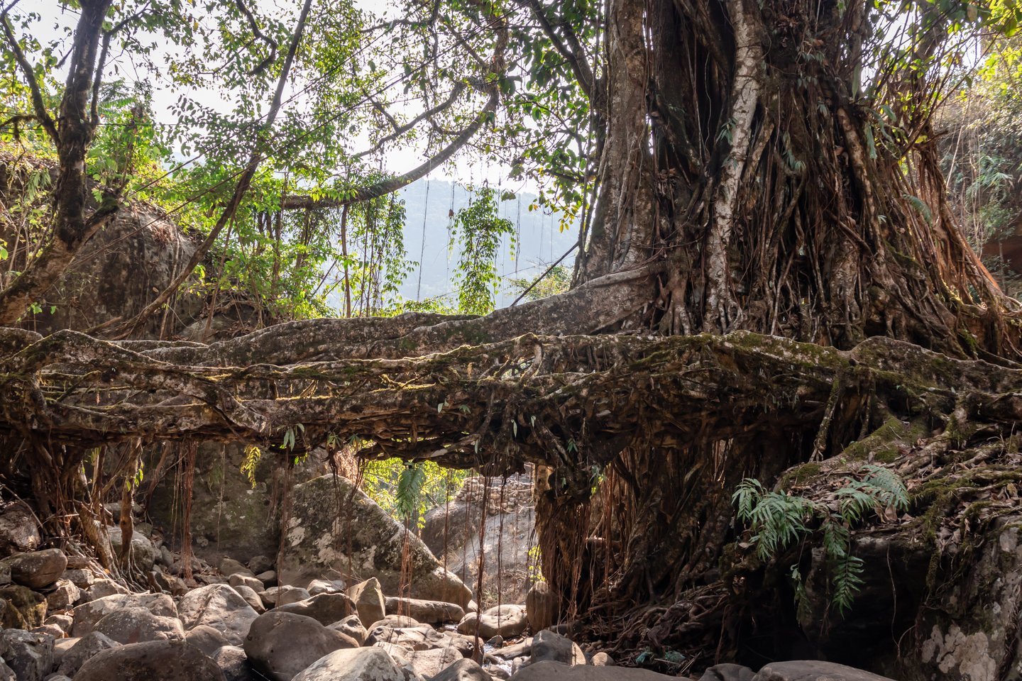 A living root bridge in an isolated location