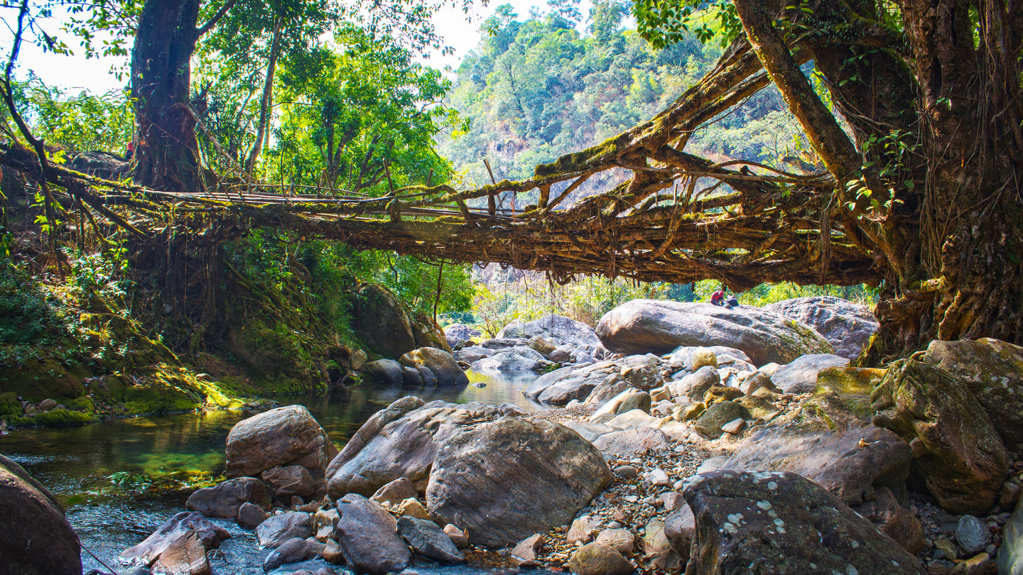 Living roots bridge at Nongblai, the Living roots heritage village