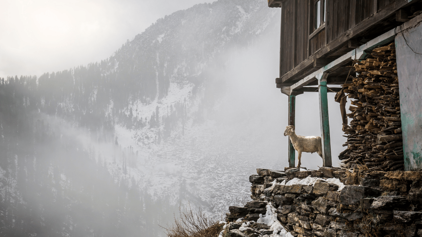 A goat in the mountains in Manali, India.