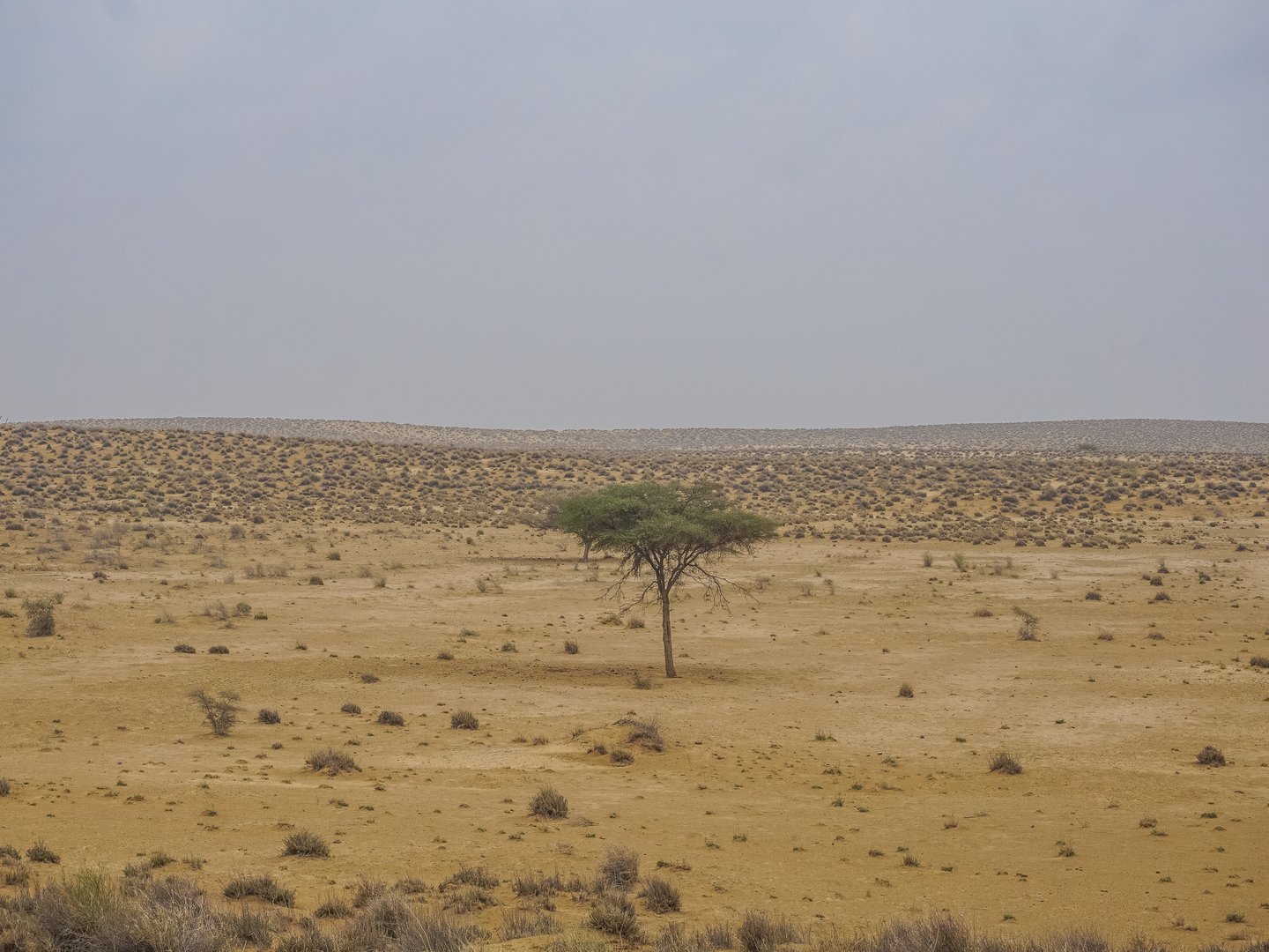 The empty desert on the way to Dwarka