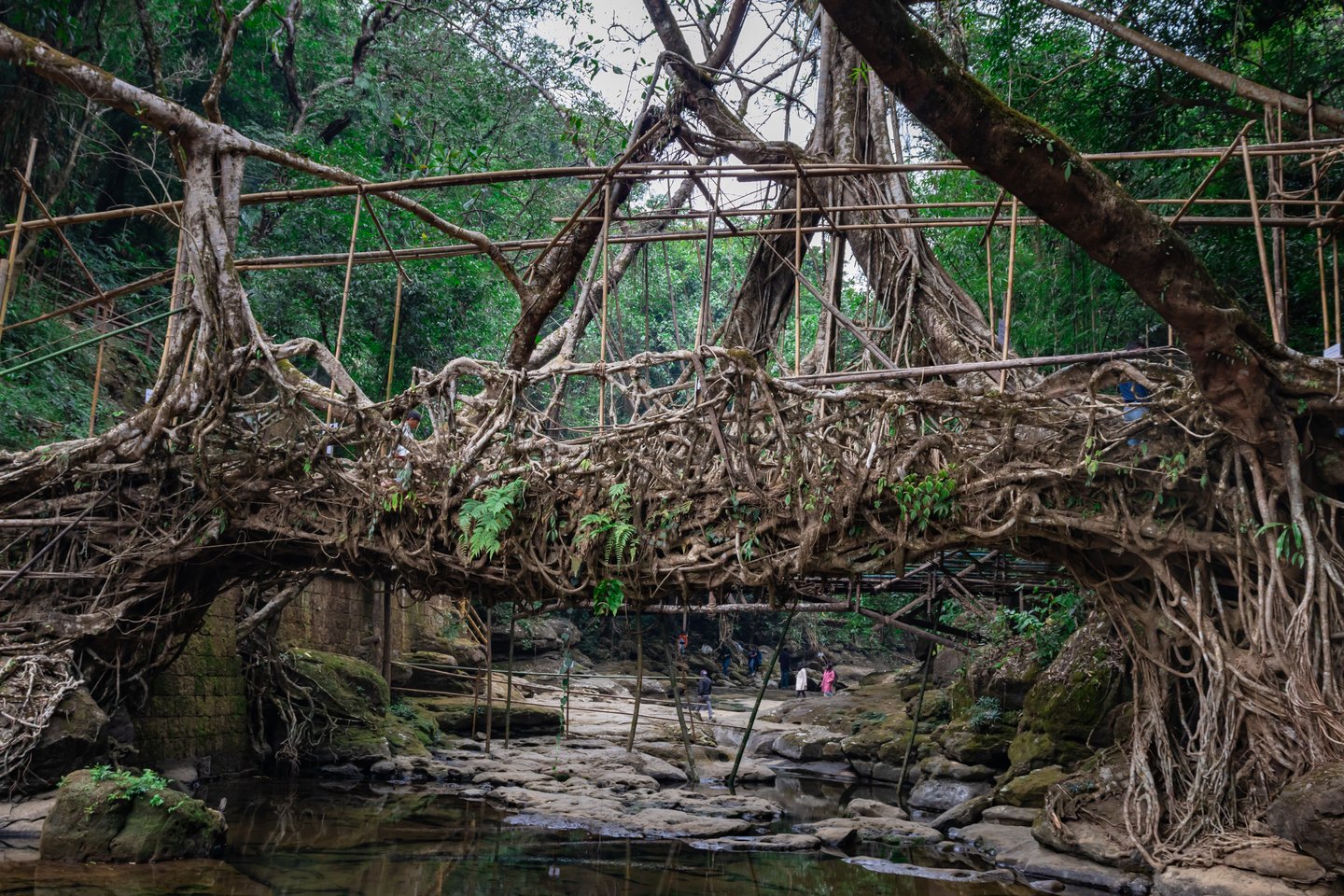 A living root bridge in Mawlylong Shora, India