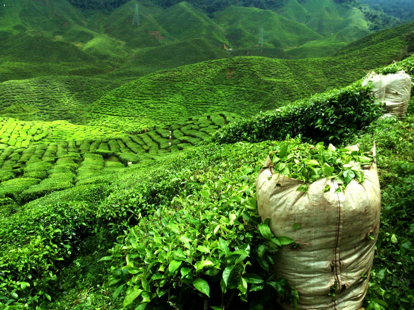 A sack of tea leaves in a tea plantation in India.