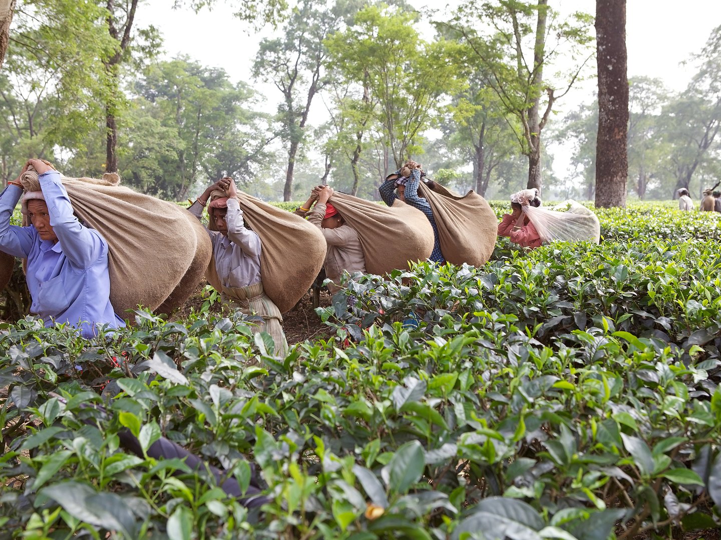 Tea harvesters are carrying tea sacks in the tea plantation in West Bengal, India.