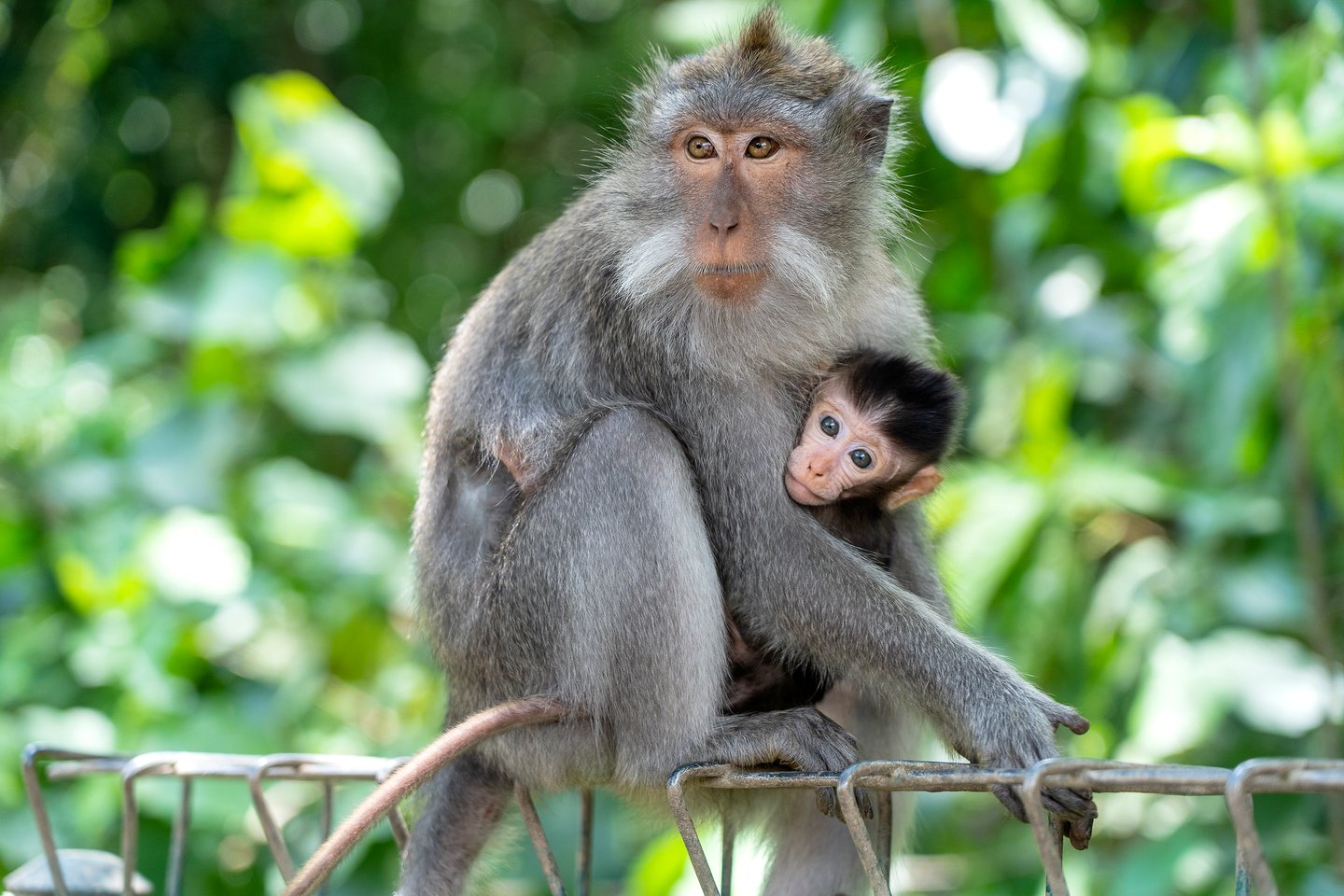 A monkey with a baby in Bali, Indonesia