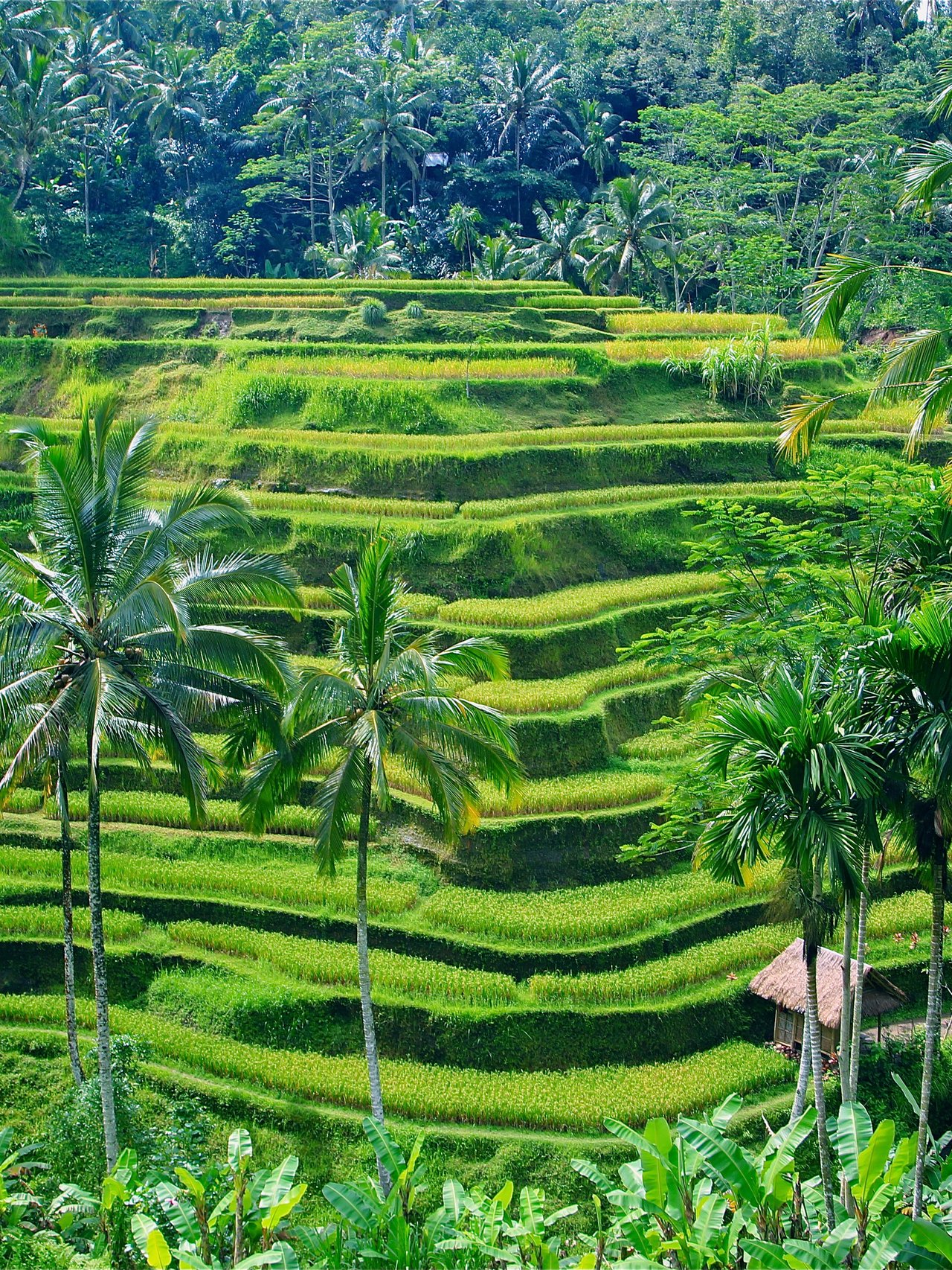 Rice terraces near Ubud in Bali