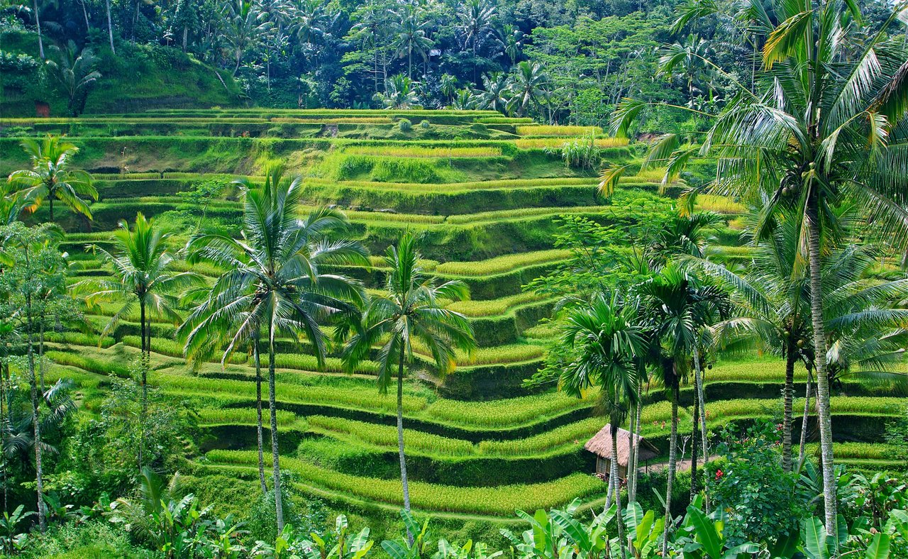 Rice terraces near Ubud in Bali