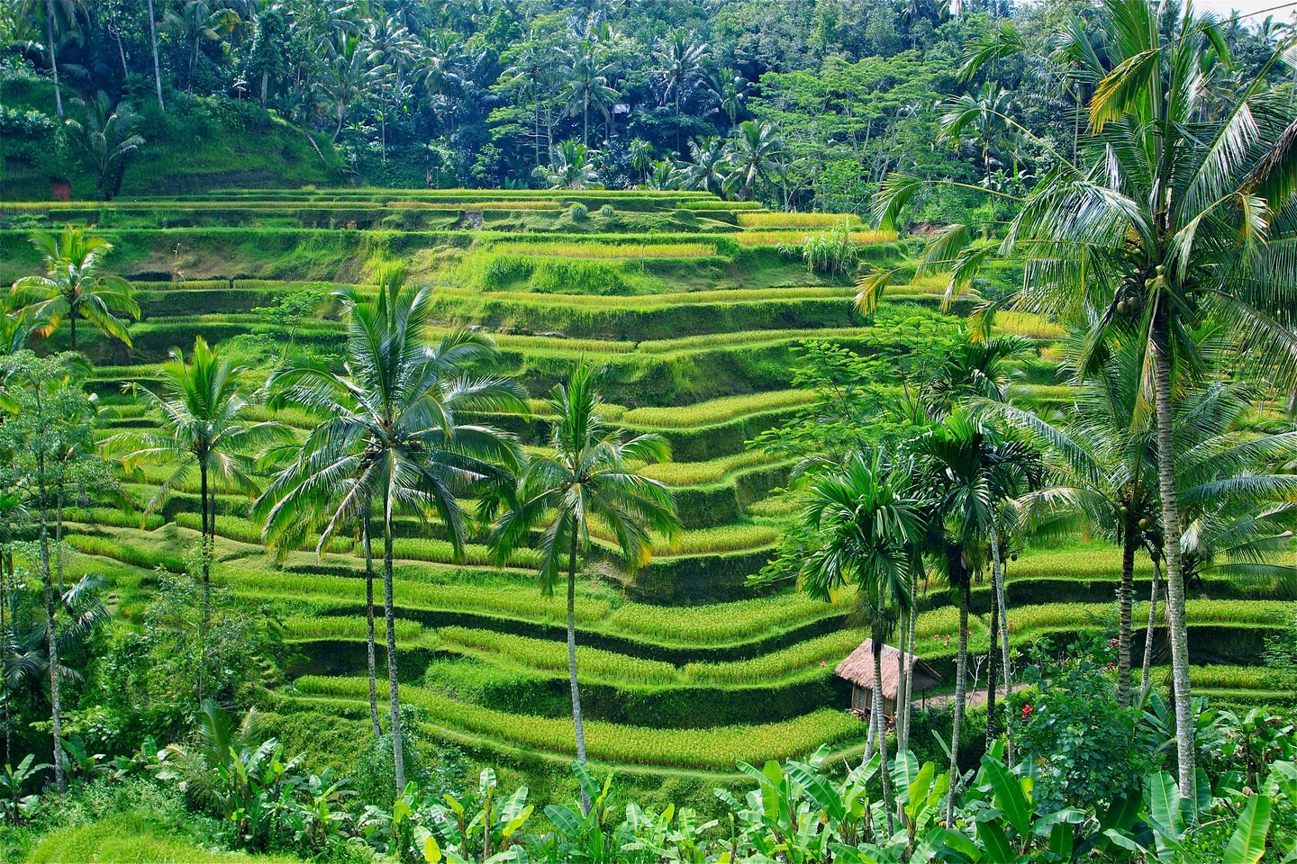 Rice terraces near Ubud in Bali