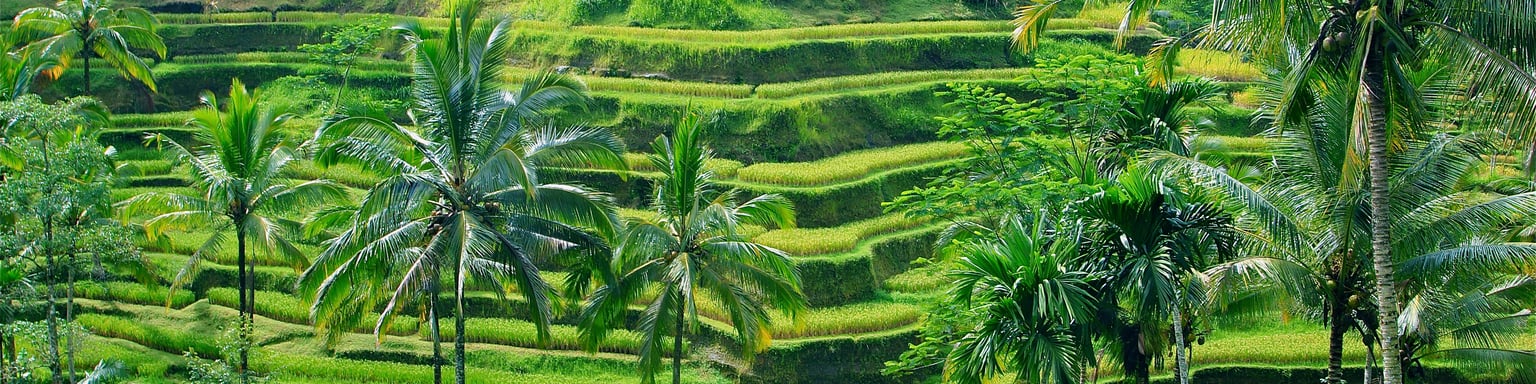 Rice terraces near Ubud in Bali