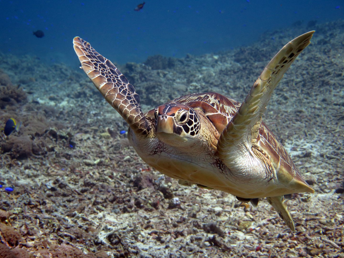 A Green Sea Turtle swimming near the Gili Islands in Indonesia