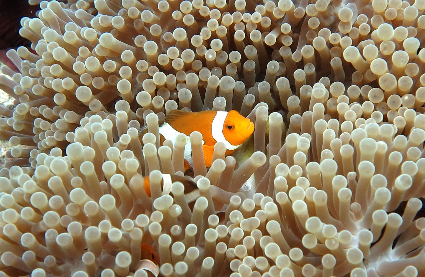 A clownfish in the coral near Gili Nanggu, Indonesia