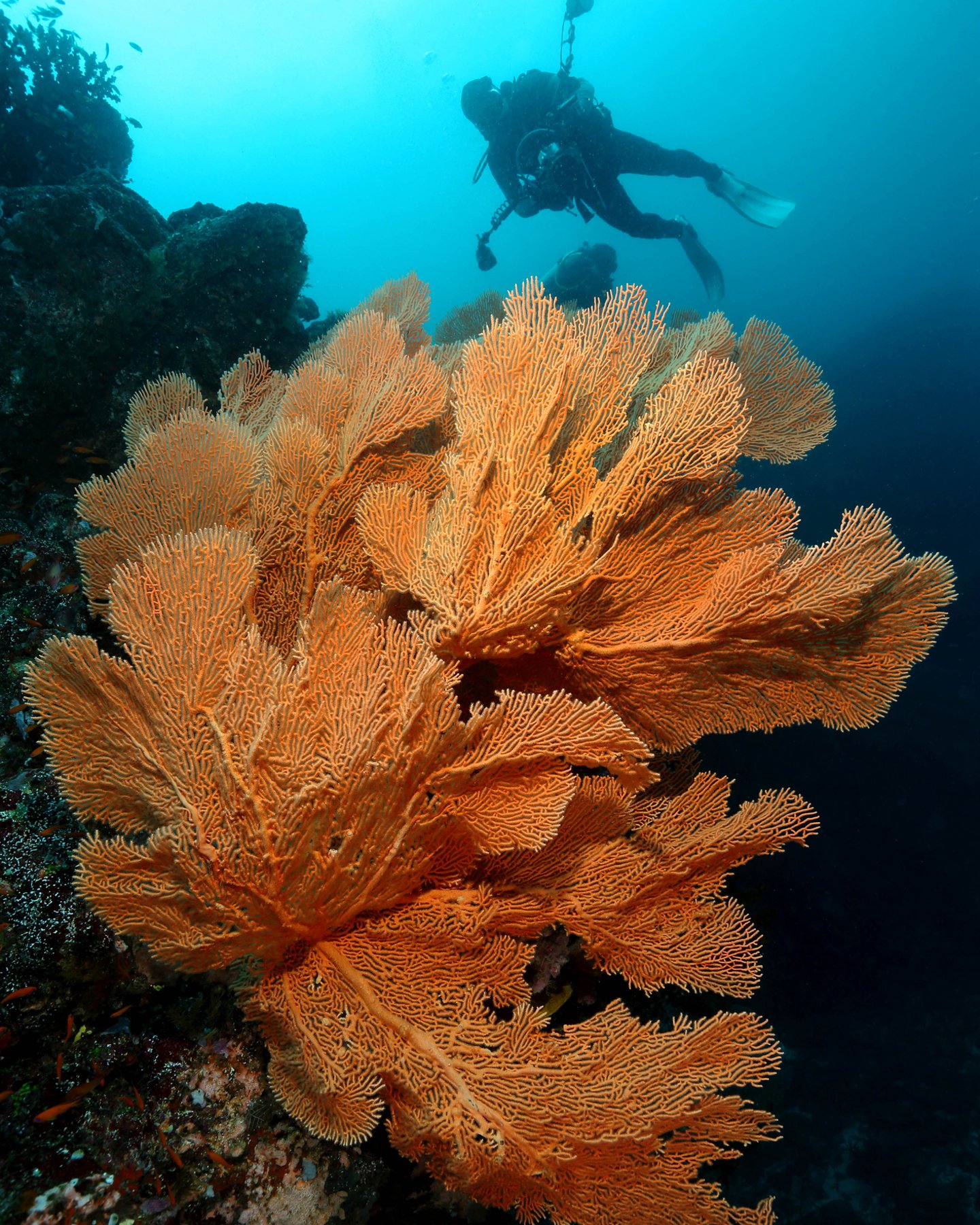Scuba Divers swimming over the big gorgonian