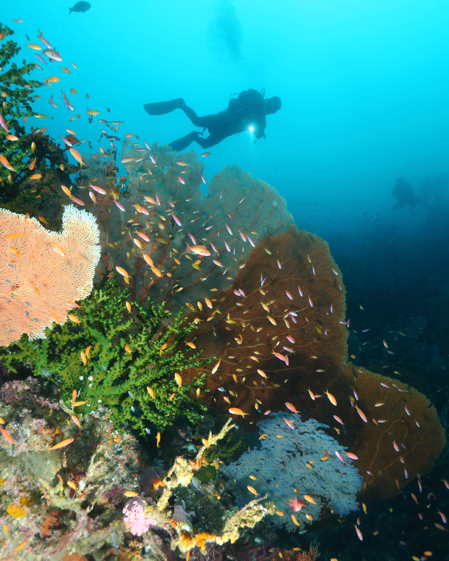 Scuba divers and fish swimming over the big gorgonian
