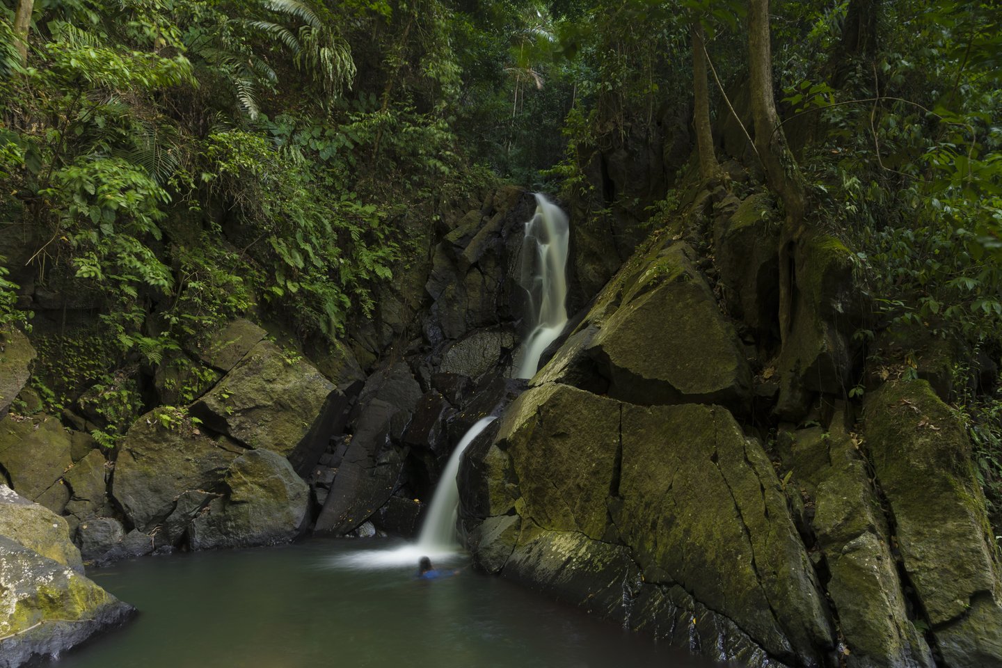 A small forest in the rainforest on Wek Island, Indonesia
