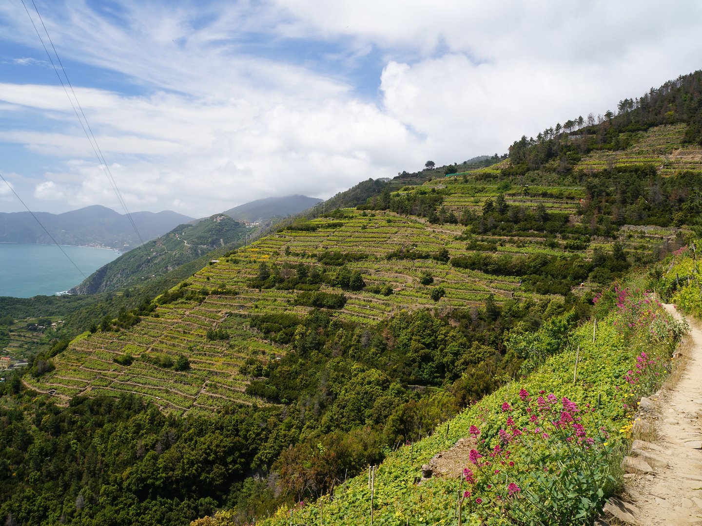 Walking through the vineyards in the Cinque Terre