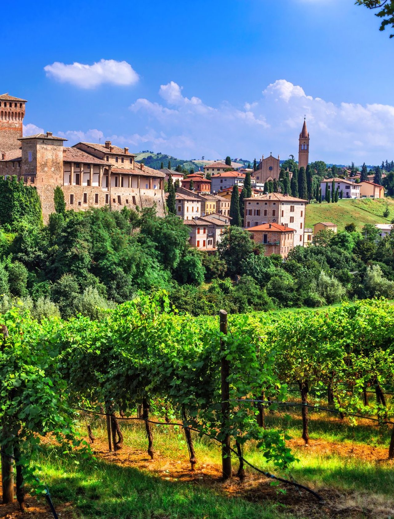 Vineyards in Emilia Romagna with the medieval village of Levizzano in the distance