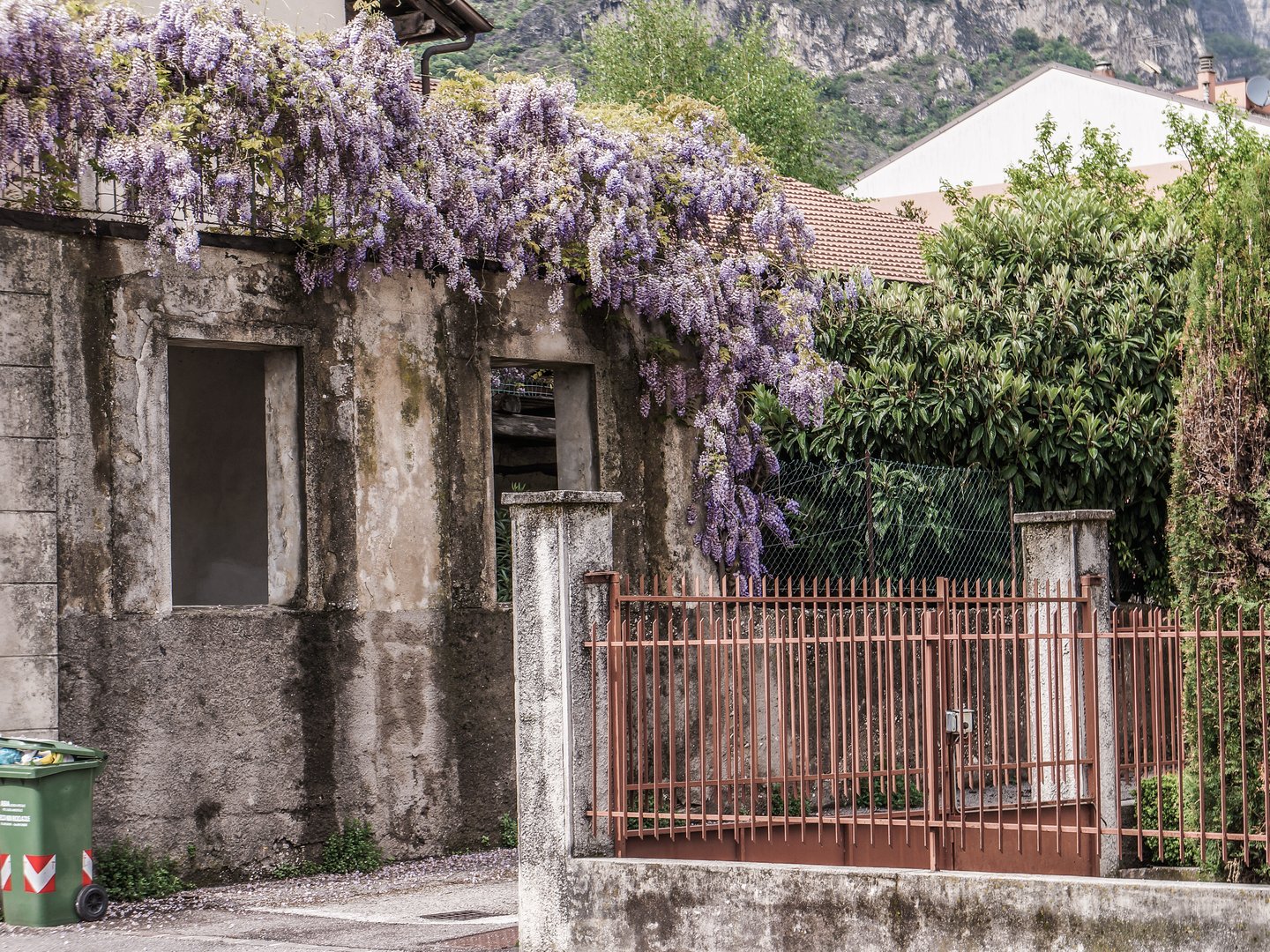 Overhanging flowers in Mezzocorona, Italy