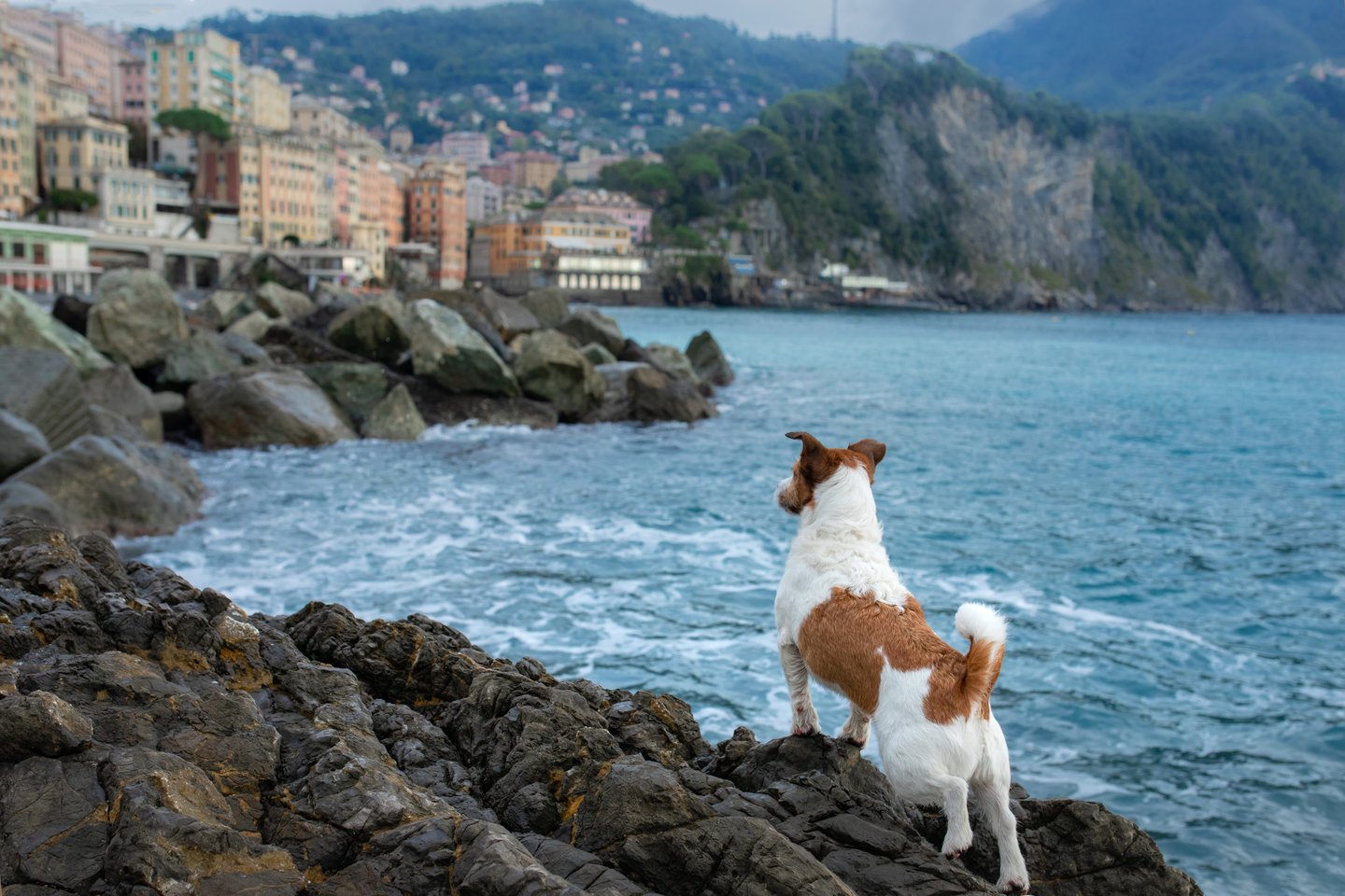 A dog on the rocks near the sea in Sicily