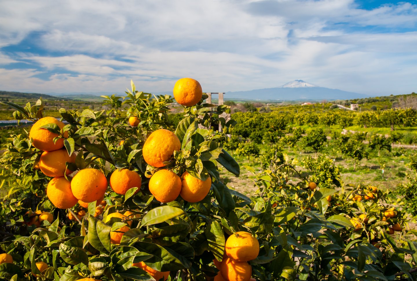 Oranges growing on a tree in Sicily, Italy.