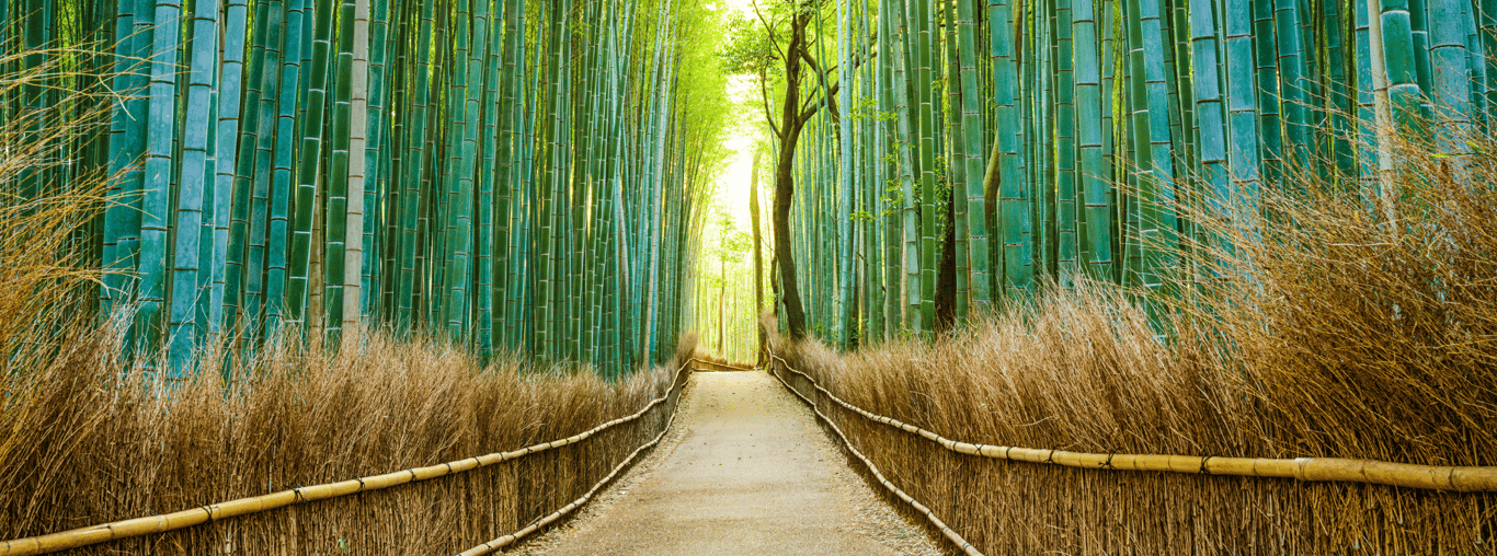 Bamboo Forest in Kyoto, Japan