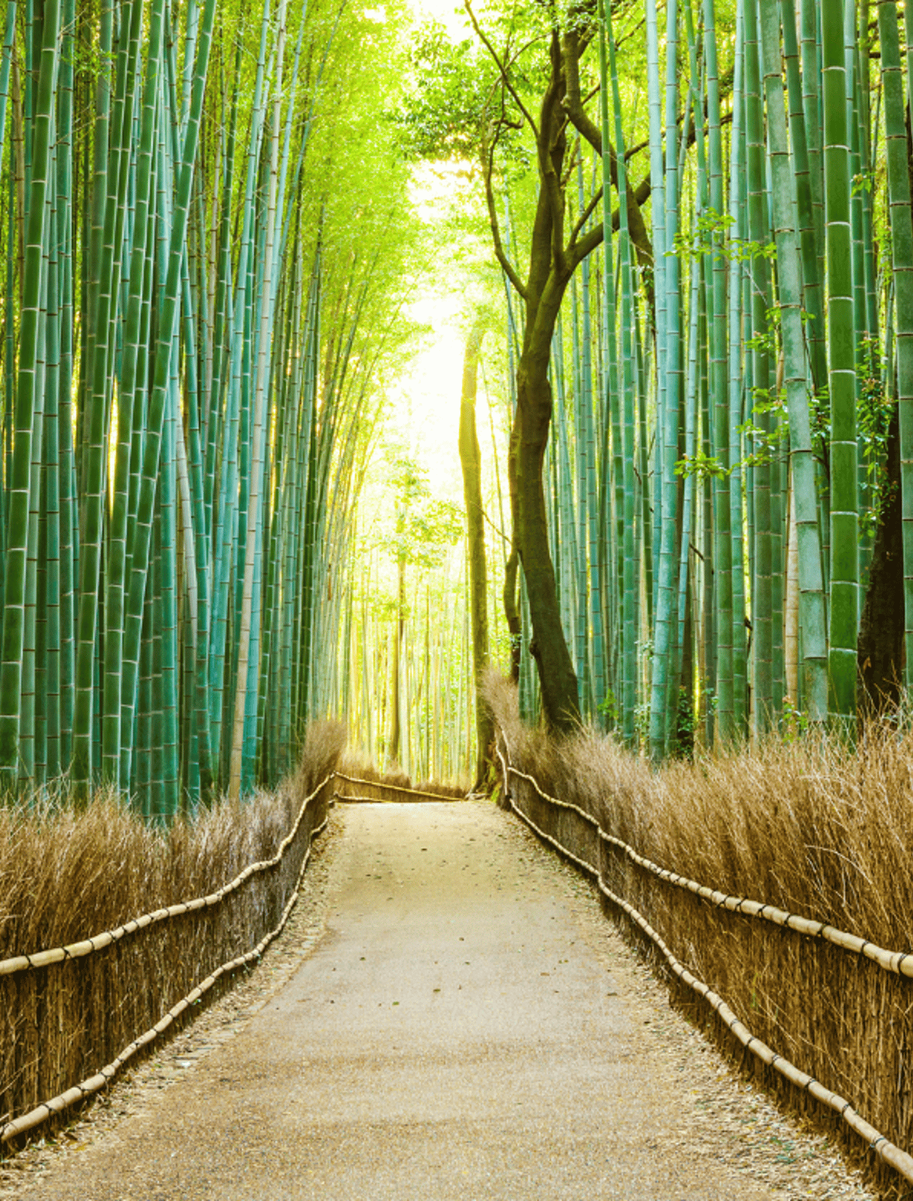Bamboo Forest in Kyoto, Japan