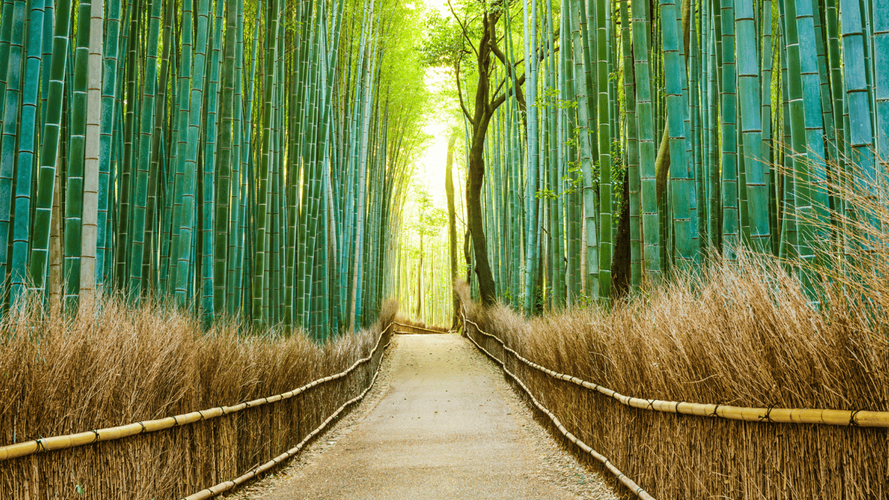 Bamboo Forest in Kyoto, Japan