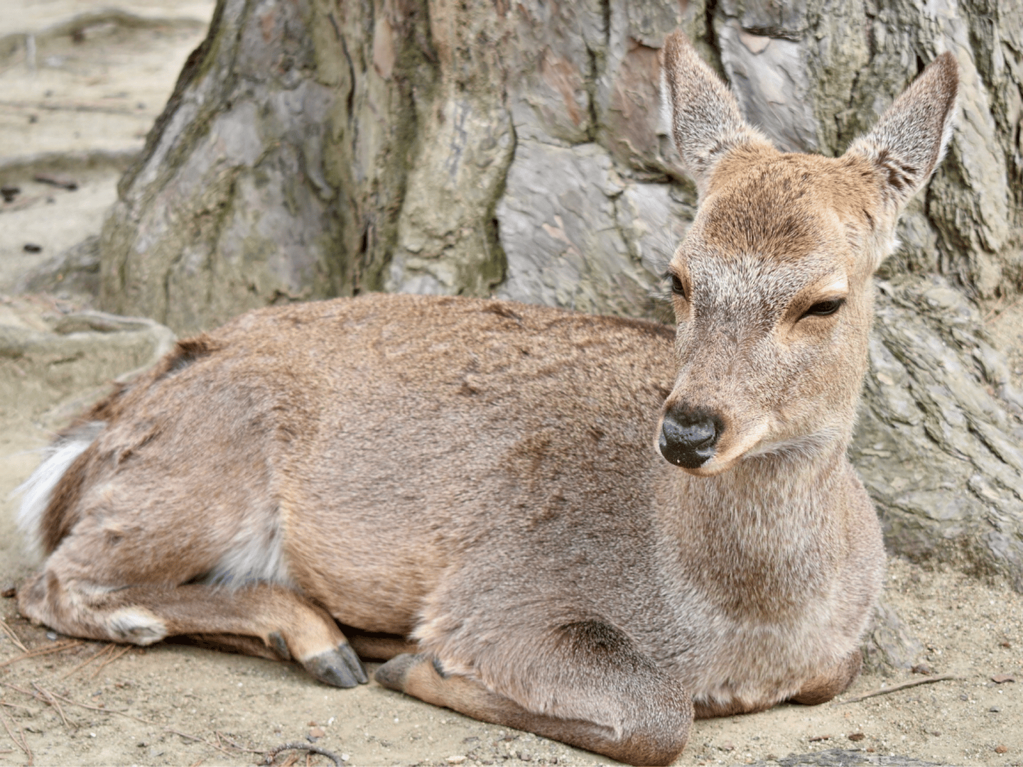 The famous deer in Nara, Japan