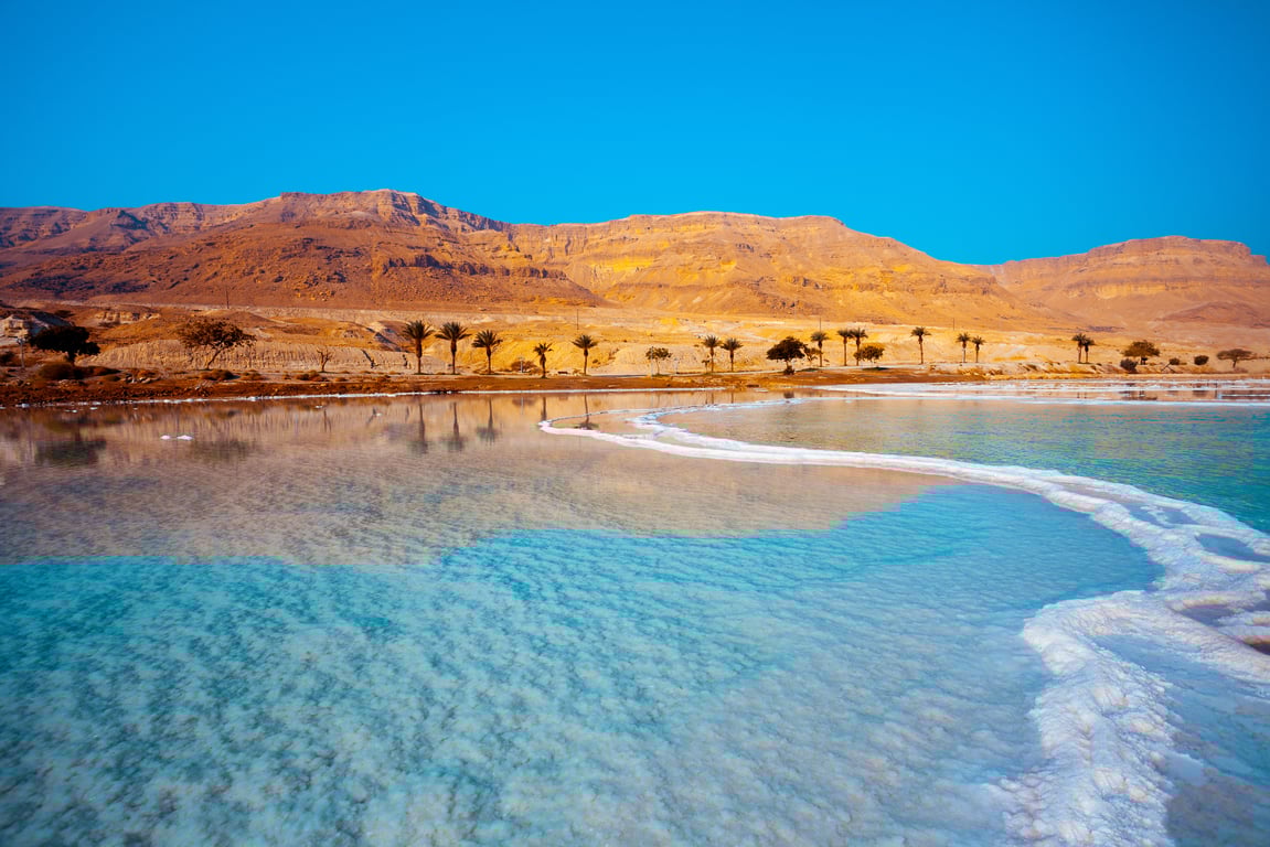 Palm trees on the shore of the Dead Sea