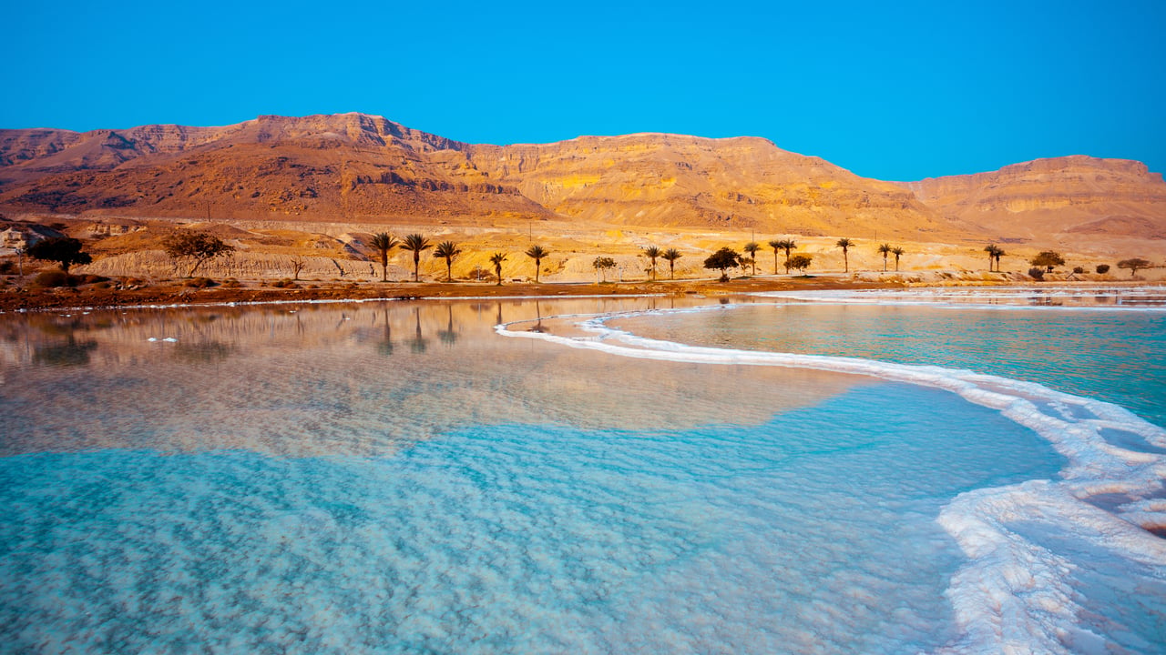 Palm trees on the shore of the Dead Sea