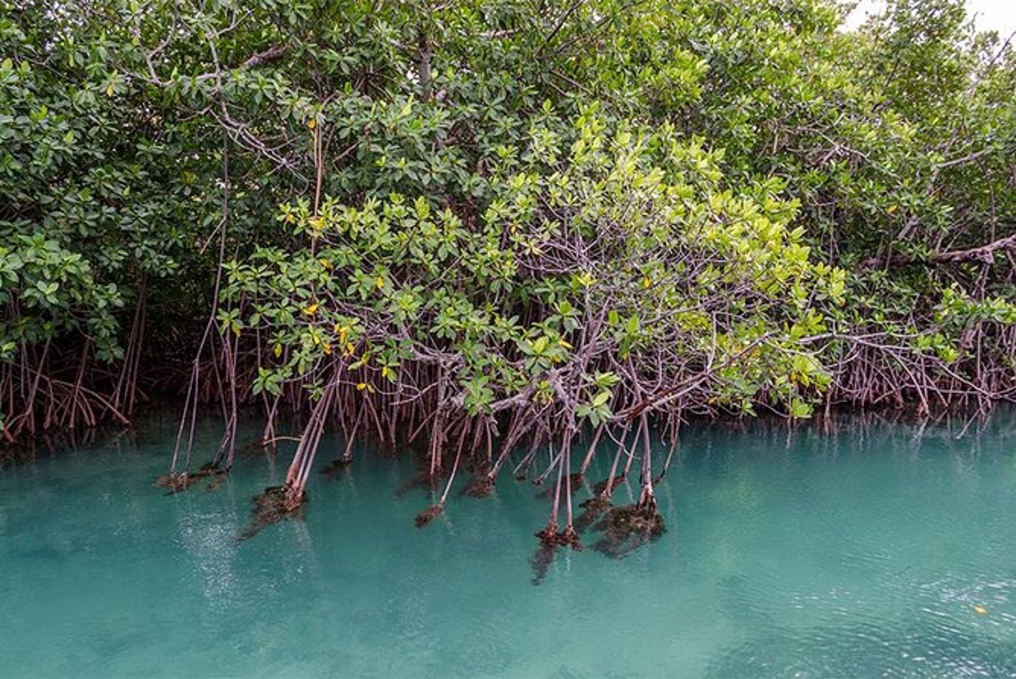 Mangroves in Nichupte Lagoon, Cancun.