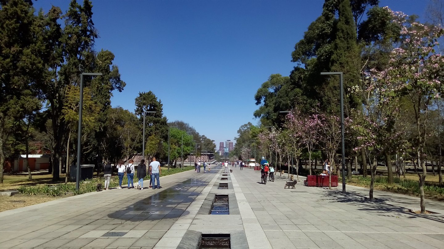 A wide, tree-lined street in Chapultepec Park, Mexico City