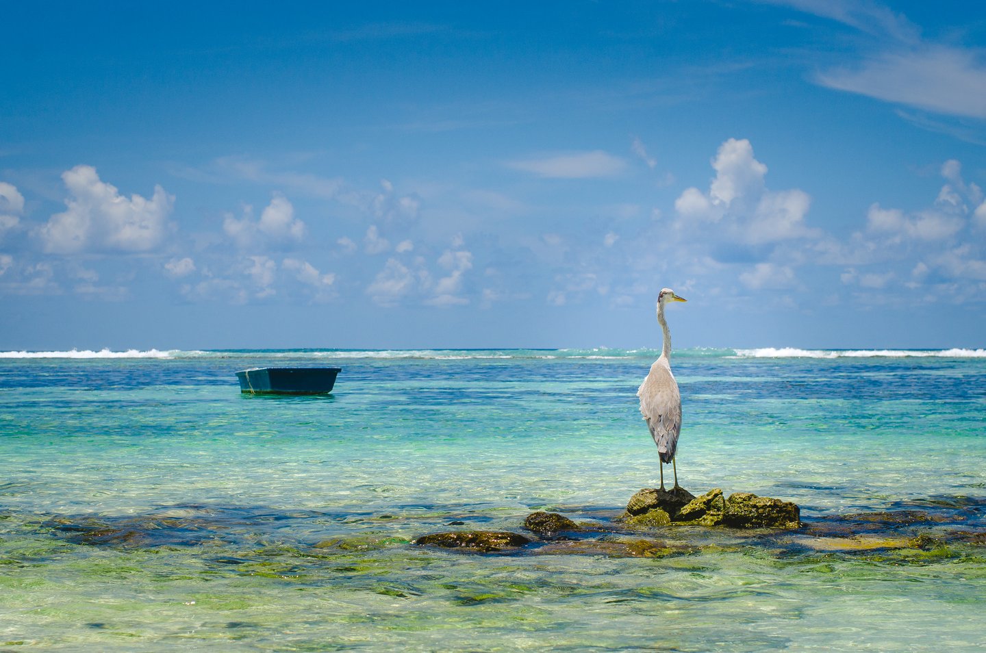 An egret on the beach at Holbox, Mexico
