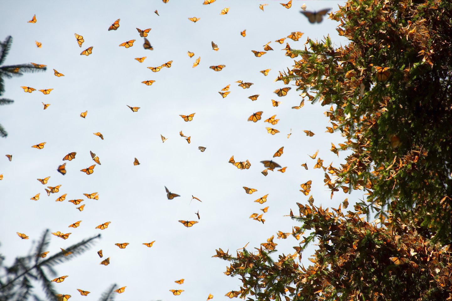 Monarch butterflies ending their migration at the Monarch Butterfly Biosphere Reserve in Mexico