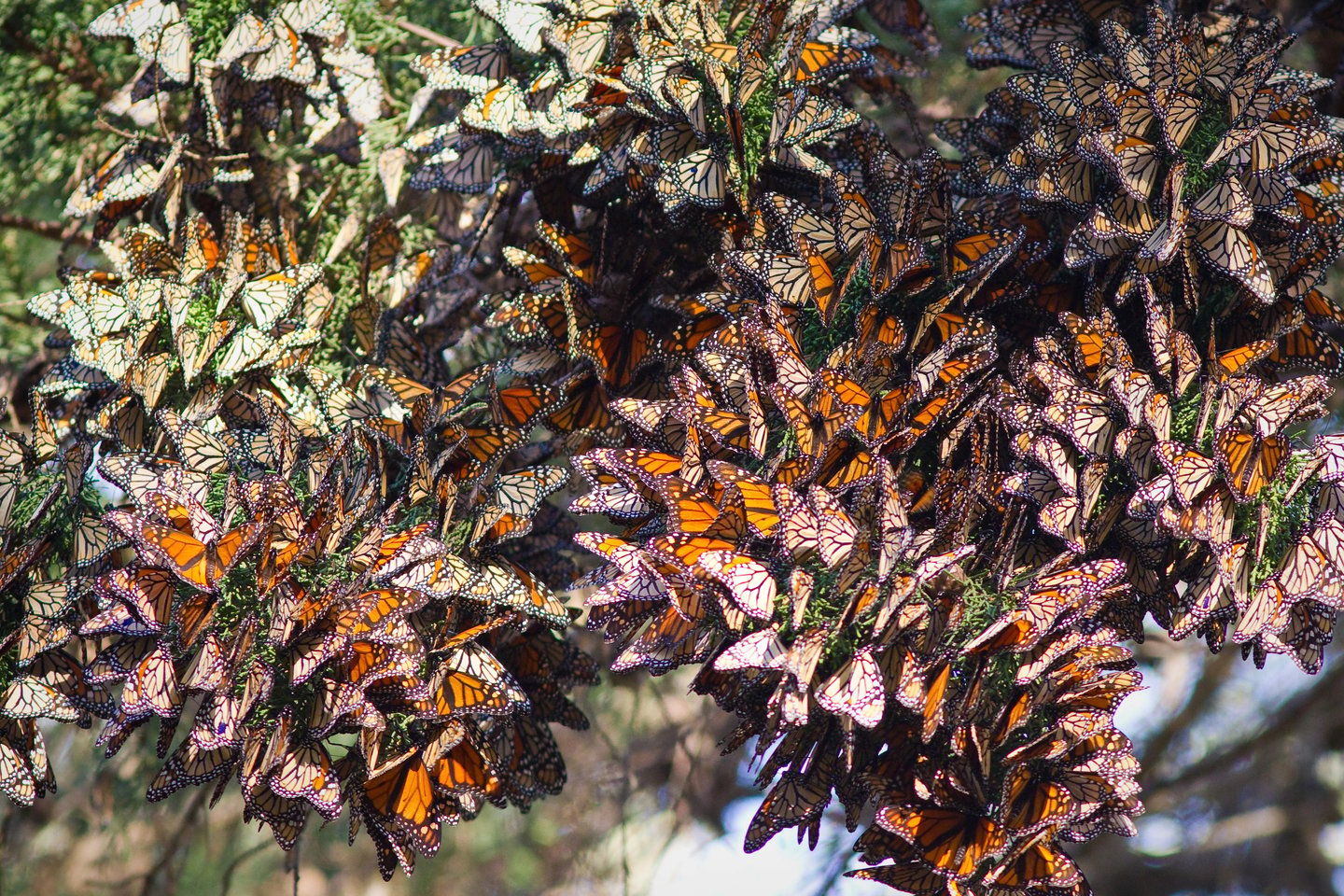 Monarch butterflies clustered on a tree at the Monarch Butterfly Biosphere Reserve in Mexico