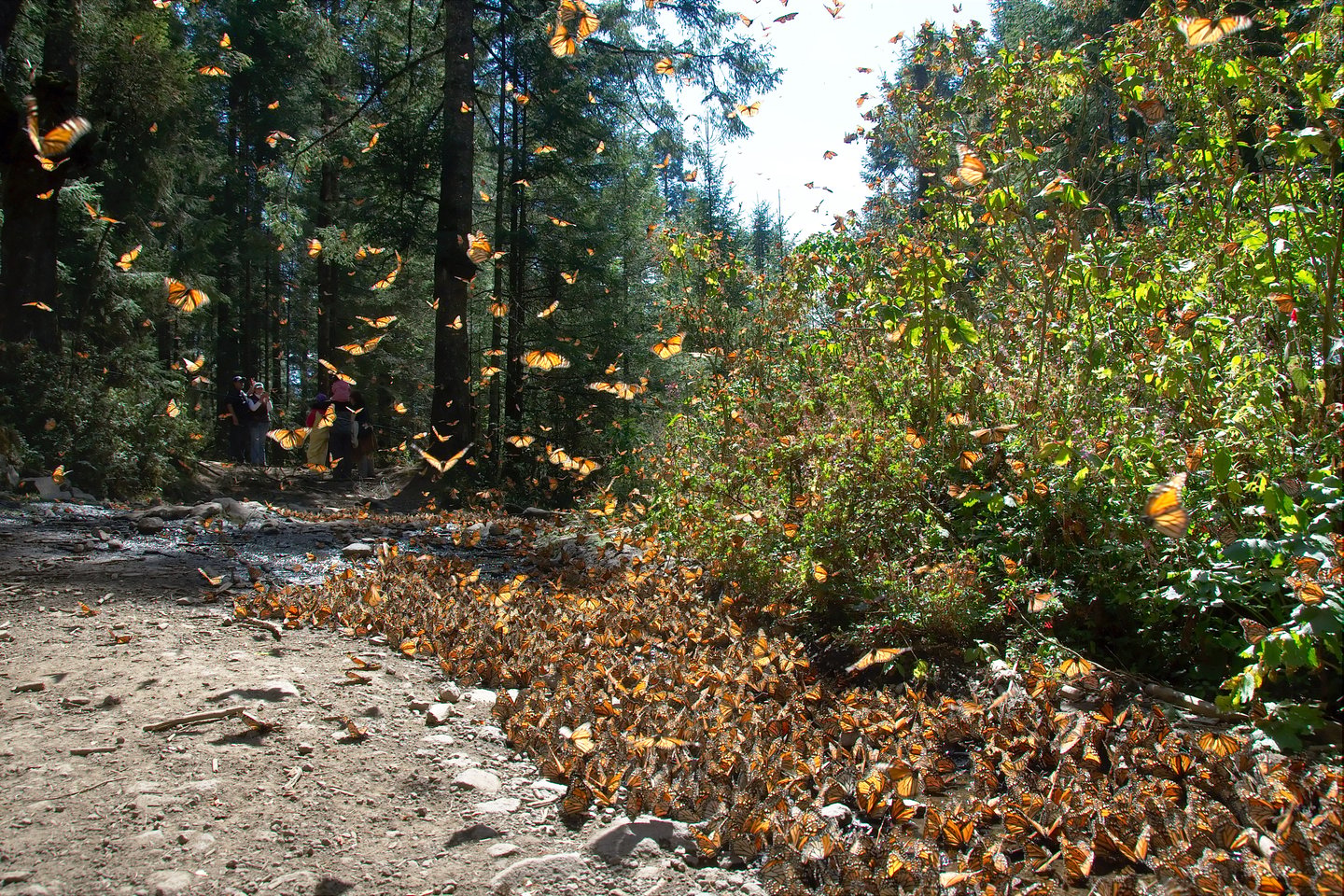 Monarch butterflies landing at the Monarch Butterfly Biosphere Reserve in Mexico