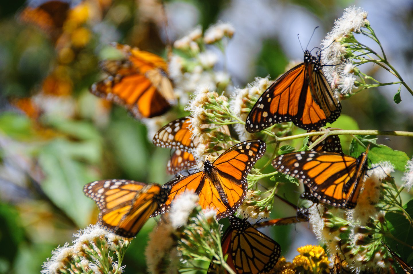 Butterflies on white flowers at the Monarch Butterfly Biosphere Reserve in Mexico.