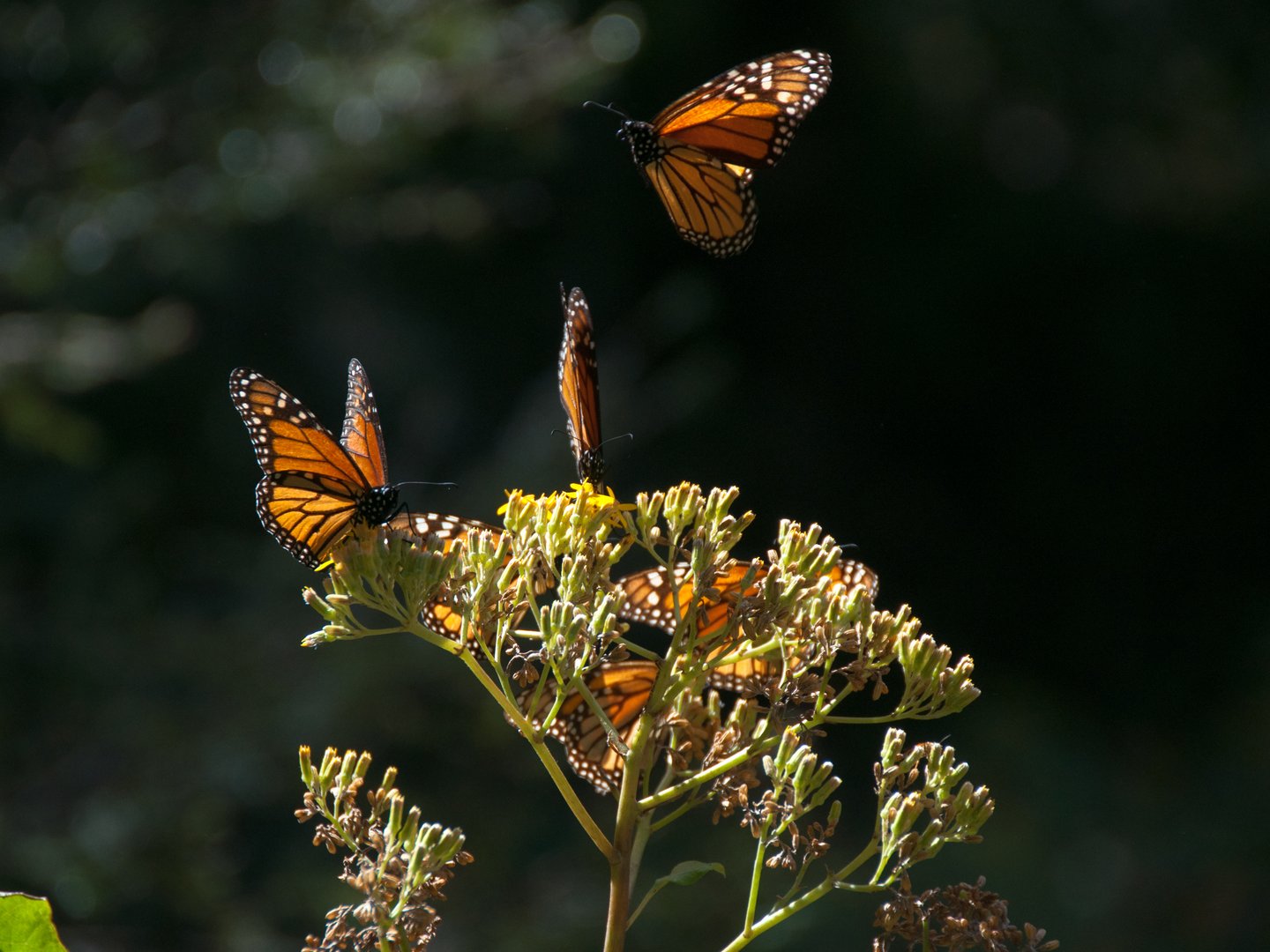 Monarch butterflies landing on a plant at the Monarch Butterfly Biosphere Reserve in Mexico
