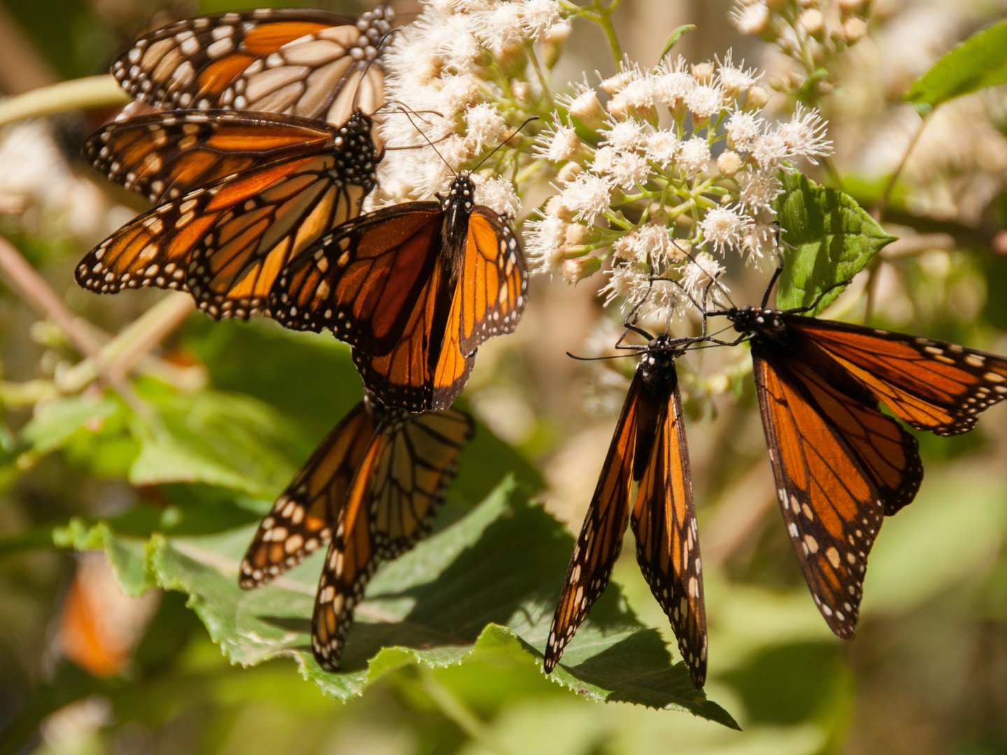 Monarch butterflies clustered on white flowers