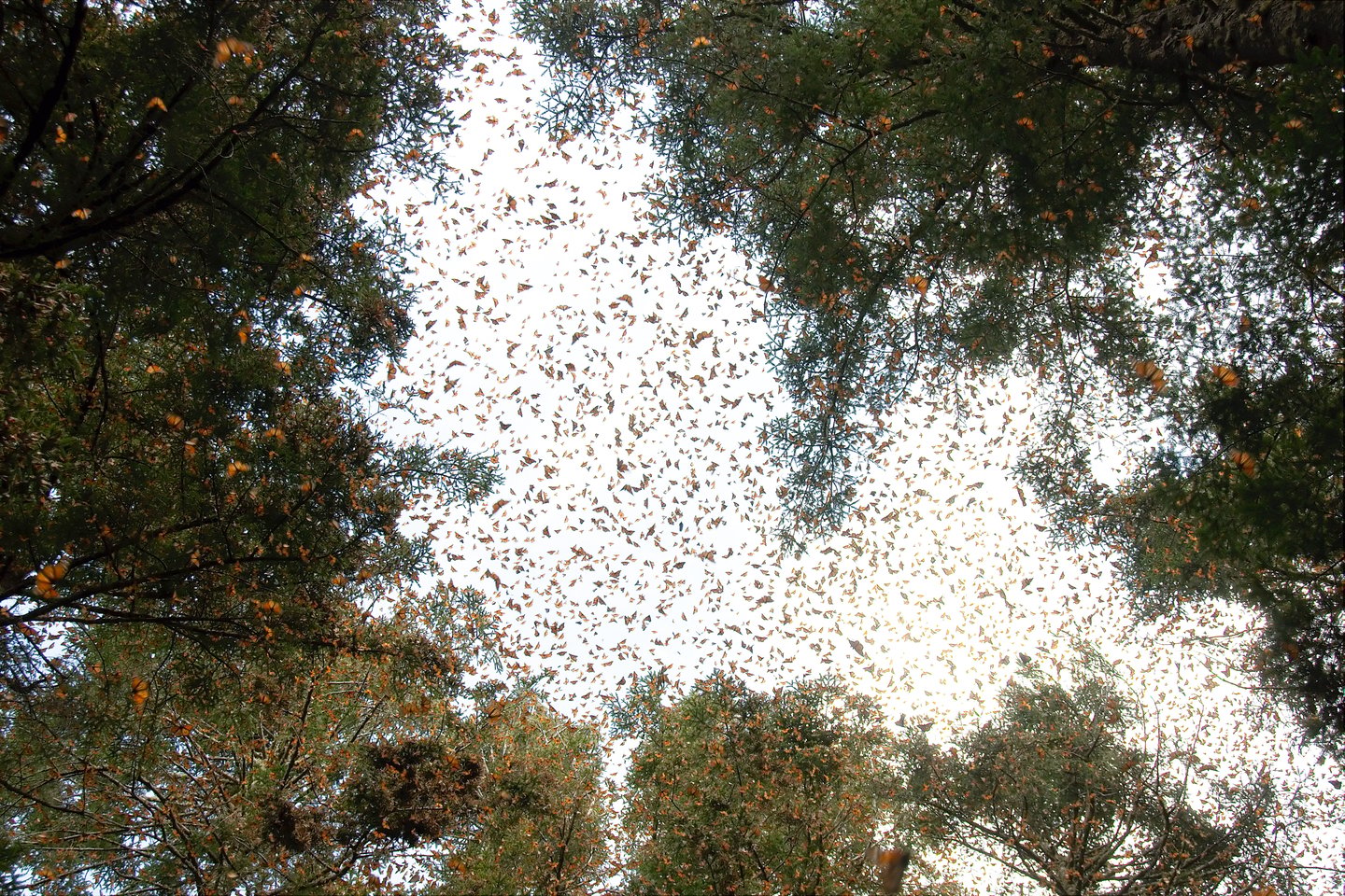 Hundreds of monarch butterflies in the sky at the Monarch Butterfly Biosphere Reserve in Mexico