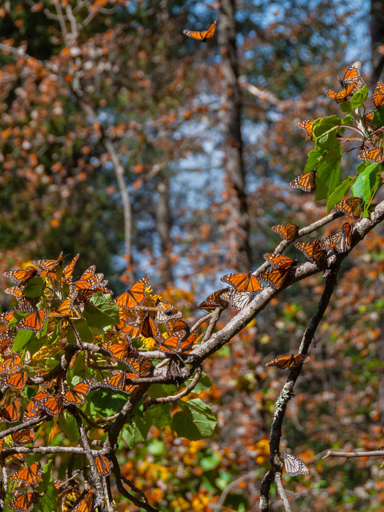 Monarch butterflies covering tree branches at the Monarch Butterfly Biosphere Reserve in Mexico