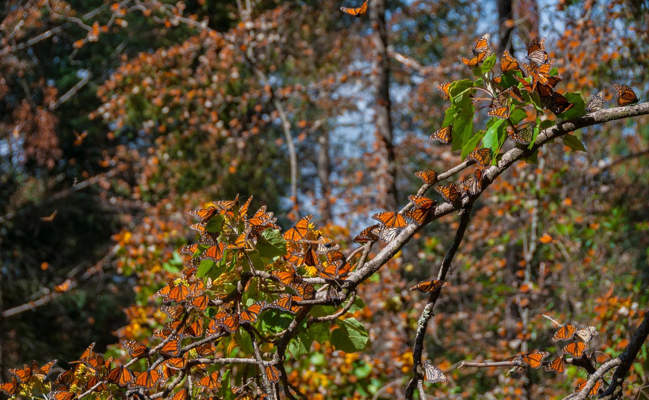 Monarch butterflies covering tree branches at the Monarch Butterfly Biosphere Reserve in Mexico