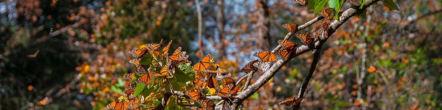 Monarch butterflies covering tree branches at the Monarch Butterfly Biosphere Reserve in Mexico